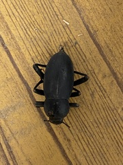 Tenebrionidae
