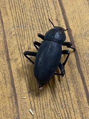 Tenebrionidae