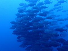Uraspis helvola
