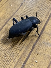Tenebrionidae