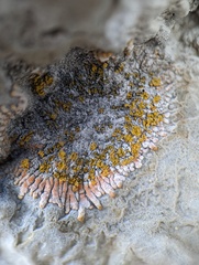 Leproplaca cirrochroa