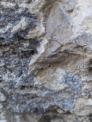 Leproplaca cirrochroa