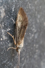 Pycnocentrodes aeris