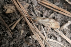 Pycnocentrodes aeris