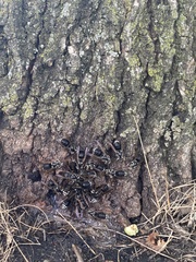 Dolichovespula maculata