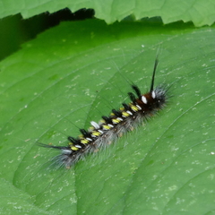 Apatelodes pudefacta