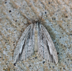 Carphoides incopriarius