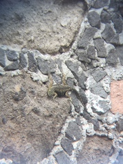 Sceloporus