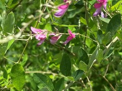 Lespedeza thunbergii