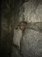 Madagascarophis colubrinus