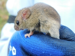 Rodentia