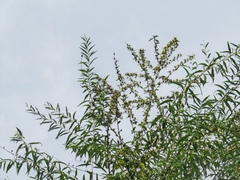 Buddleja alternifolia