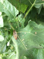 Dysdercus bimaculatus