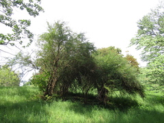 Buddleja alternifolia
