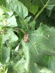 Dysdercus bimaculatus