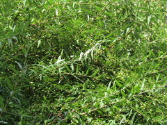 Buddleja alternifolia