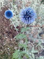 Echinops bannaticus