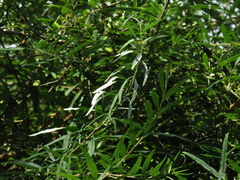 Buddleja alternifolia