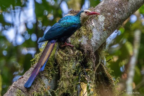 White-headed Woodhoopoe