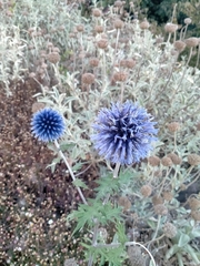 Echinops bannaticus
