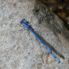 Argia lacrimans