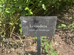 Lespedeza thunbergii