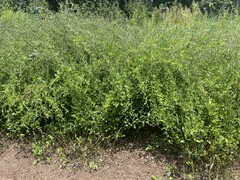 Lespedeza thunbergii