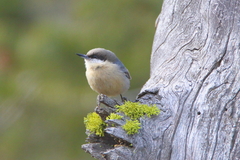 Sitta pygmaea melanotis