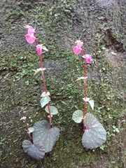 Begonia tapatia