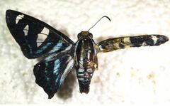Jemadia fallax
