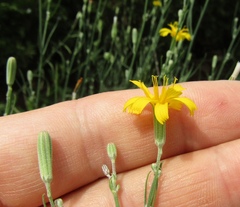 Chondrilla graminea
