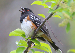 Pipilo maculatus curtatus