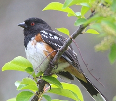 Pipilo maculatus curtatus