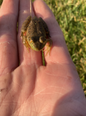 Ranoidea subglandulosa