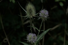 Dipsacus fullonum