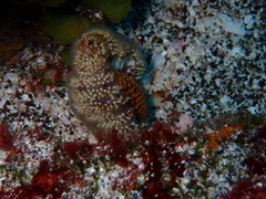 Ptilosarcus undulatus