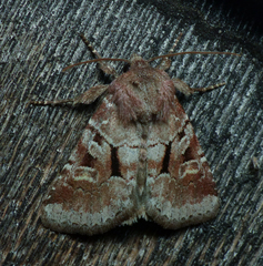 Oligia minuscula