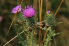 Cirsium vulgare