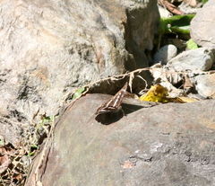 Limenitidinae