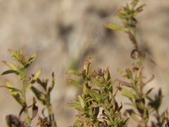 Menodora integrifolia