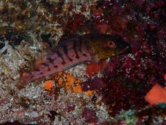 Gobioclinus dendriticus