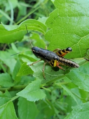 Boopedon flaviventris