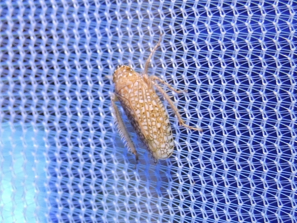 Texananus areolatus