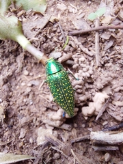 Buprestidae