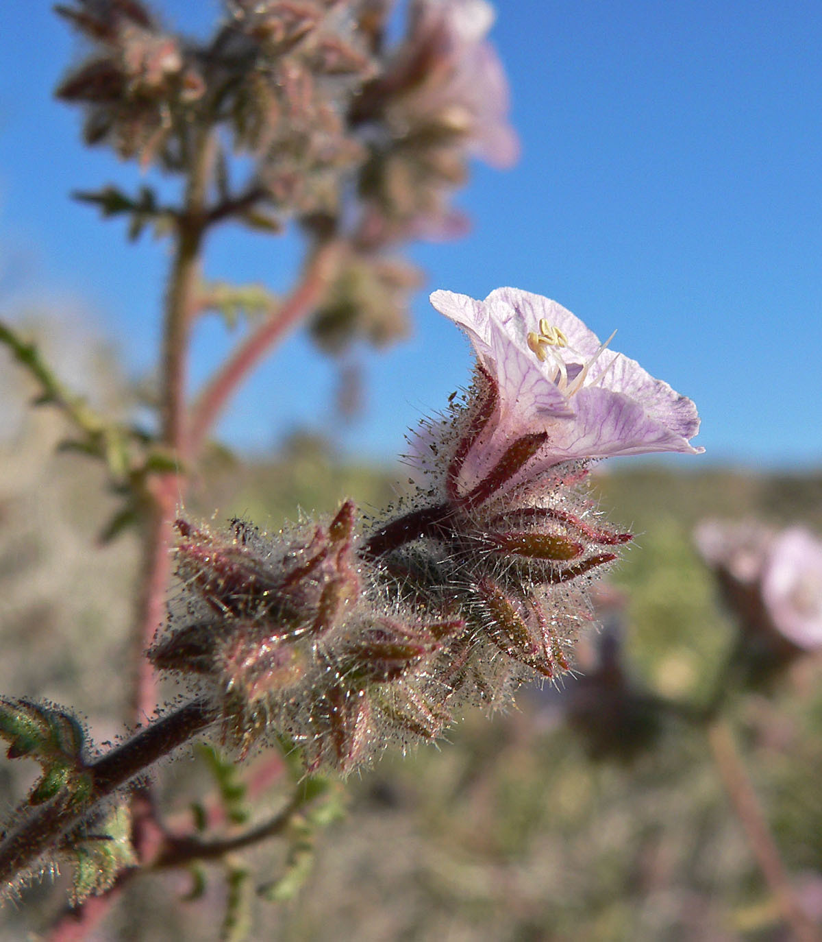 Phacelia vallis-mortae
