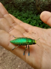 Buprestidae