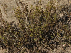 Menodora integrifolia