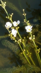 Echinodorus grisebachii