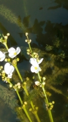 Echinodorus grisebachii