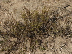 Menodora integrifolia